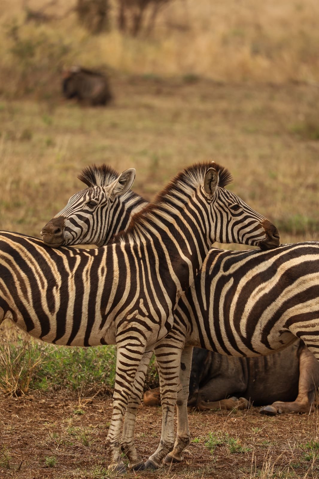 Manada de zebras na savana dourada