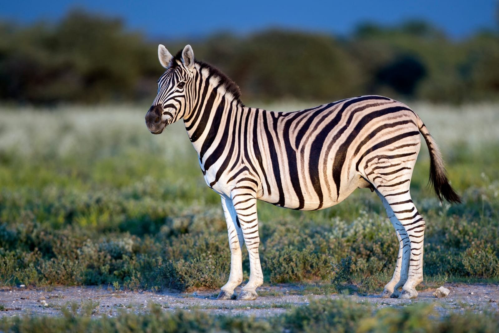 Zebra solitária na savana dourada